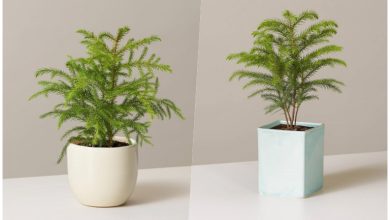 ترفندهایی برای شاداب شدن گیاه کاج مطبق؛ نکات طلایی برای مراقبت بهتر