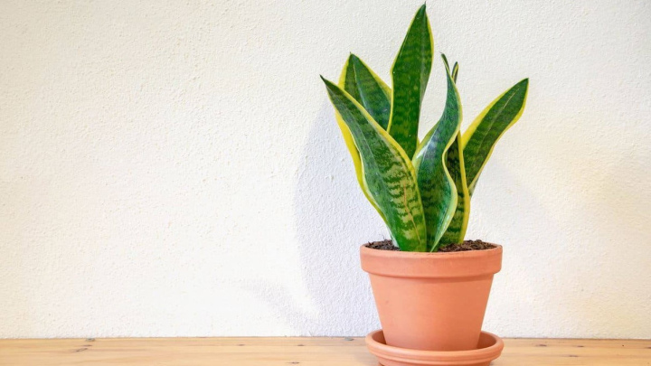 لوله شدن برگ سانسوریا به سمت داخل و علت آن