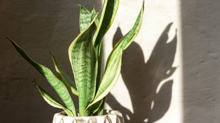 آفات و تاثیر آن‌ها بر لوله شدن برگ‌های سانسوریا