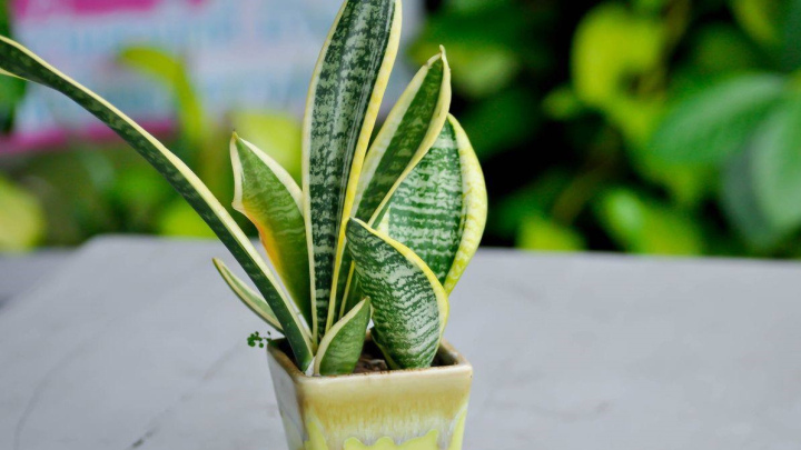 بررسی برگ‌ها برای آفات و بیماری‌های سانسوریا