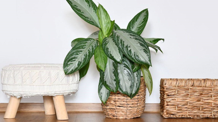 گیاه آگلونما و راه‌های همیشگی سالم بودن