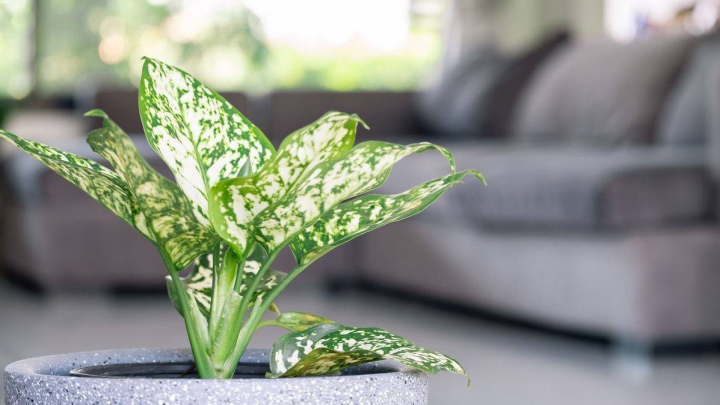 تمیزی همیشه‌ی گیاه آگلونما برای حفظ سلامت