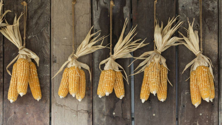 روش خشک کردن دانه‌های ذرت با کمک فر