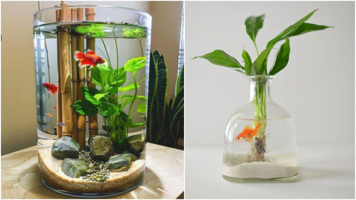 ترفندهای آسان برای جذاب‌تر کردن گیاهان آبزی