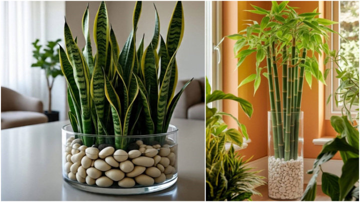 ایده‌های نوین برای زیباتر کردن گیاهان داخل آب