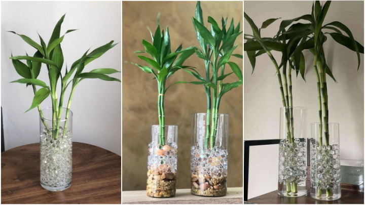 روش‌های کاربردی و ساده برای زیباسازی گیاهان داخل آب