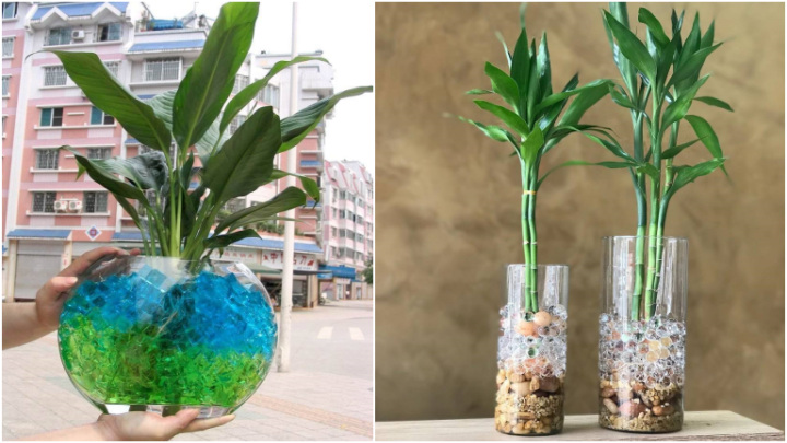 راهکارهای موثر برای زیباتر کردن گیاهان آبی در منزل