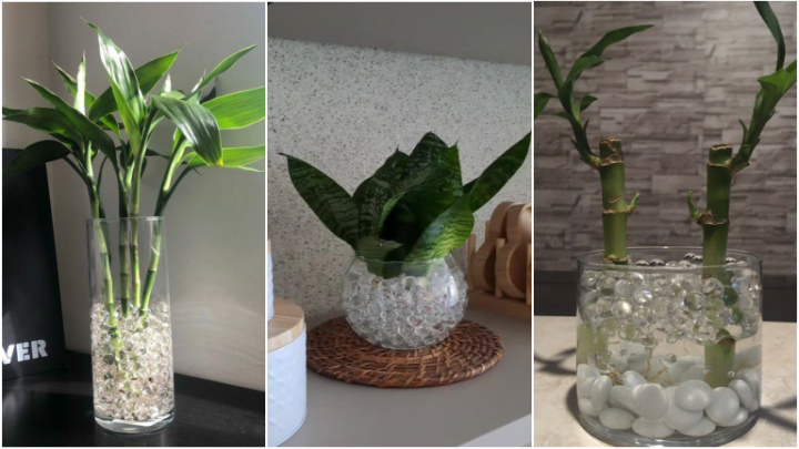 استفاده از خاک ژله‌ای رنگارنگ یا سفید