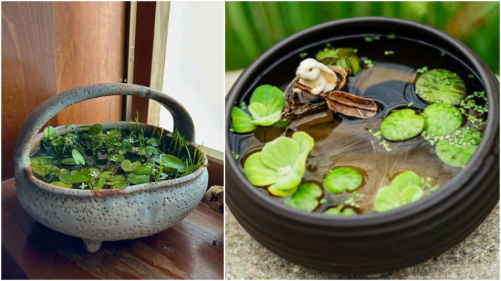 اصول نگهداری و زیباتر کردن گیاهان داخل آب به صورت حرفه‌ای