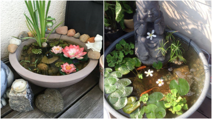 زیباسازی گیاهان آبزی با ترفندهای ساده و مقرون به صرفه