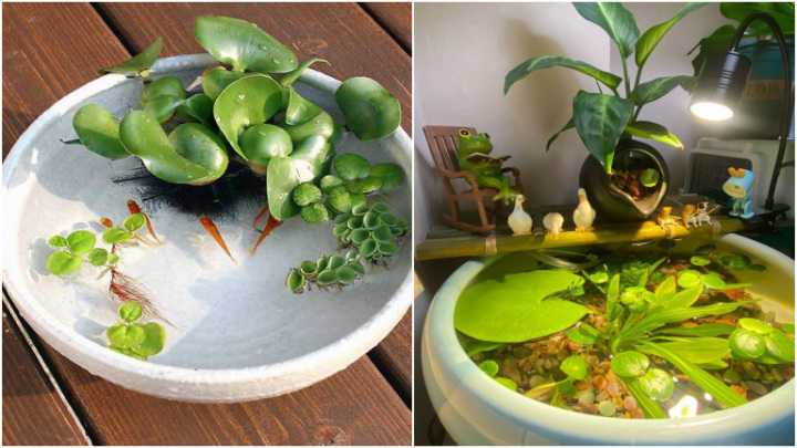 اصول و روش‌های ساده برای نگهداری گیاهان داخل آب به شکل زیبا