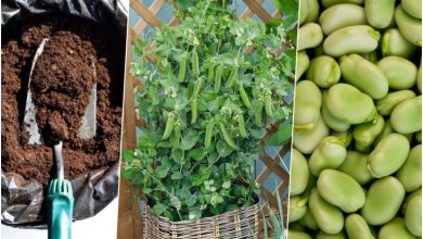 کاشت باقلا سبز در گلدان؛ قدم به قدم برای داشتن گیاهی شاداب در پاییز