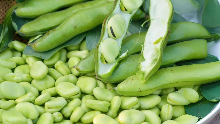 روش مراقبت از باقلا سبز در دوران رشد