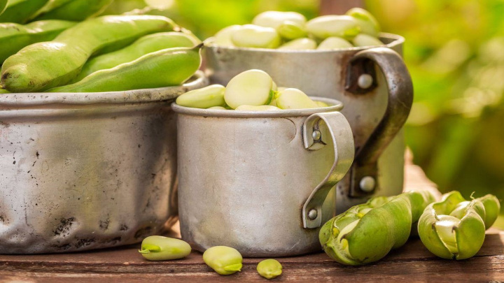 راهنمای کاشت باقلا سبز در گلدان