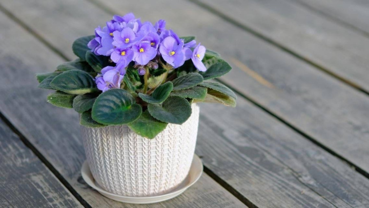 گیاه بنفشه آفریقایی و روش مراقبت از آن گیاه بنفشه آفریقایی و روش مراقبت از آن