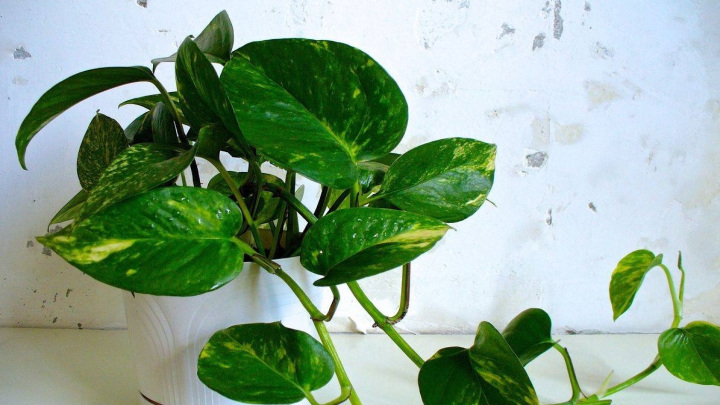 مراقبتهای لازم برای گیاه پتوس مراقبتهای لازم برای گیاه پتوس