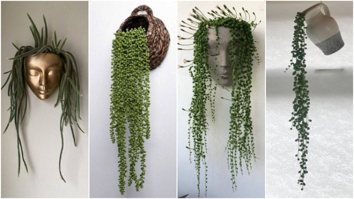 گلدان‌های دیواری متفاوت با گیاهان حجیم