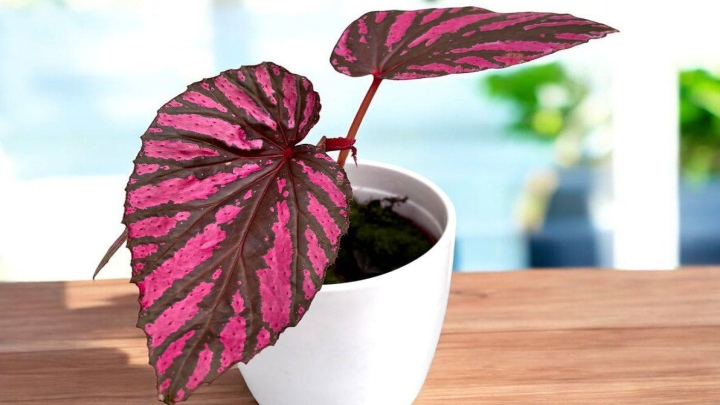 روش درست آبیاری گیاهان روش درست آبیاری گیاهان