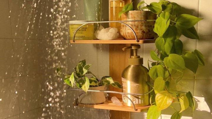 معرفی گیاهان آپارتمانی مناسب برای سرویس بهداشتی و حمام