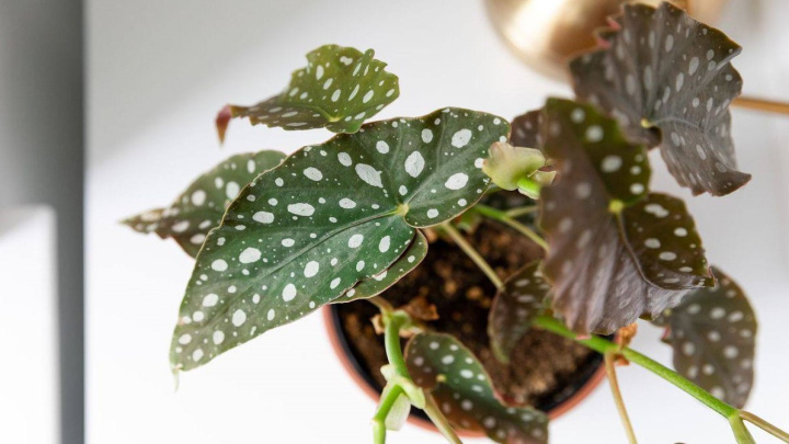 گیاه بگونیا و نکات مراقبتی از آن گیاه بگونیا و نکات مراقبتی از آن