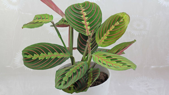 گیاه مارانتا و روش درست آبیاری گیاه مارانتا و روش درست آبیاری