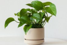 روش ساده برای پرپشت شدن پتوس