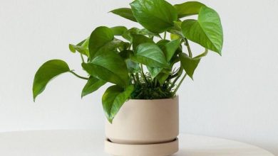 روش ساده برای پرپشت شدن پتوس