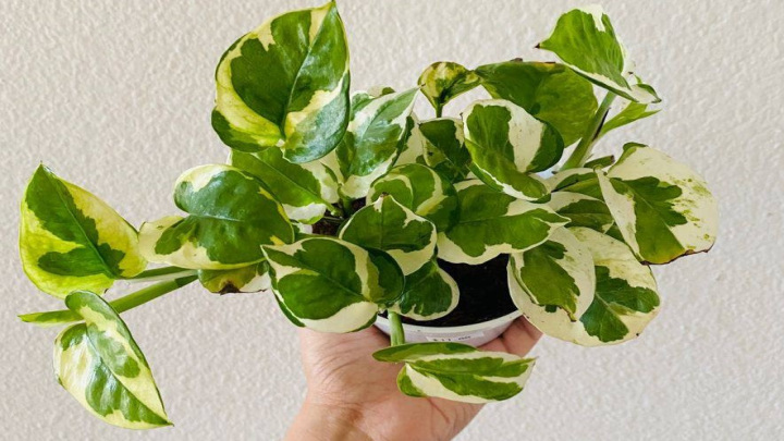 تکثیر پتوس برای رشد بهتر