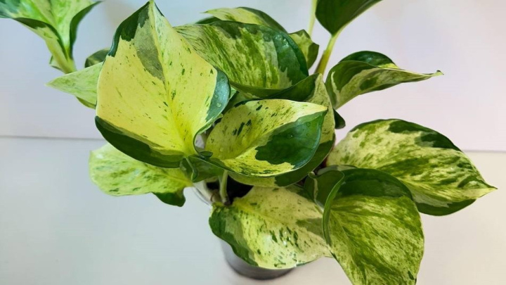 راه‌هایی برای رشد بهتر پتوس