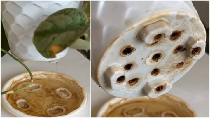 جلوگیری از پوسیدگی ریشه گیاه با درب بطری جلوگیری از پوسیدگی ریشه گیاه با درب بطری