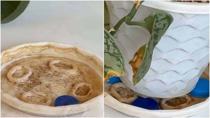 نگهداری درست از گیاه با استفاده از درب بطری نگهداری درست از گیاه با استفاده از درب بطری