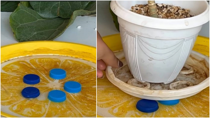 تأمین رطوبت گیاه با کمک درب بطری تأمین رطوبت گیاه با کمک درب بطری