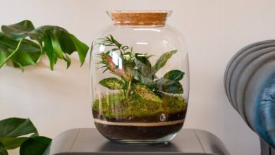 گیاهان مناسب برای تراریوم