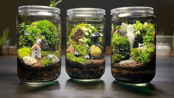 کاکتوس مناسب برای تراریوم