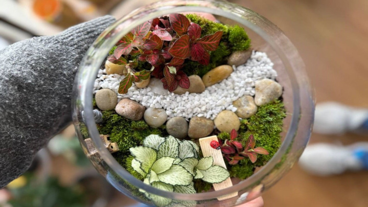 گیاه پاپیتال مناسب برای تراریوم