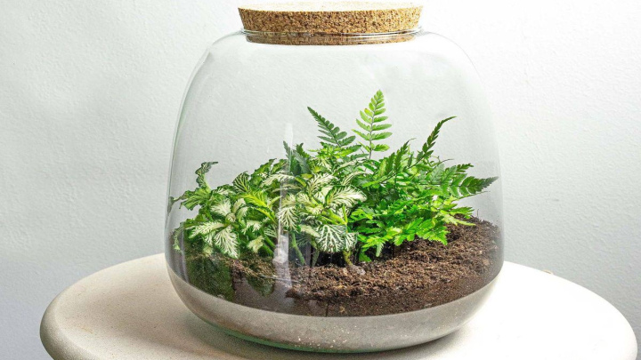 گیاه بگونیا توت‌ فرنگی برای تراریوم