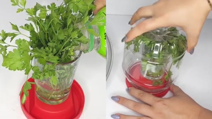 ترفندهای خانگی برای حفظ تازگی جعفری ترفندهای خانگی برای حفظ تازگی جعفری