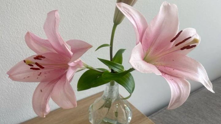 به گل لیلیوم چقدر آب بدهیم؟ به گل لیلیوم چقدر آب بدهیم؟