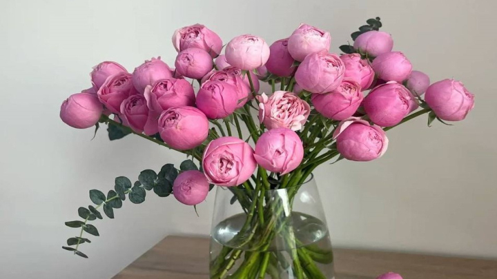 چه مقدار آب برای گل صد تومنی کافی است؟ چه مقدار آب برای گل صد تومنی کافی است؟