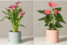 گیاه گلدار آپارتمانی