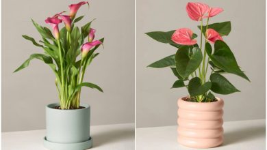 گیاه گلدار آپارتمانی