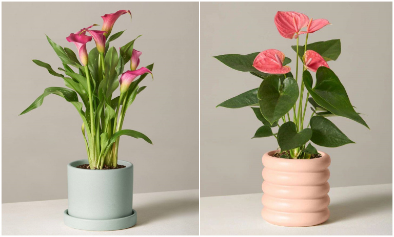 گیاه گلدار آپارتمانی