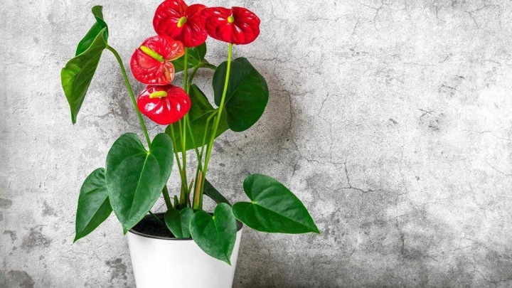 گیاه آنتوریوم،‌ گیاهی شیک و مخصوص آپارتمان