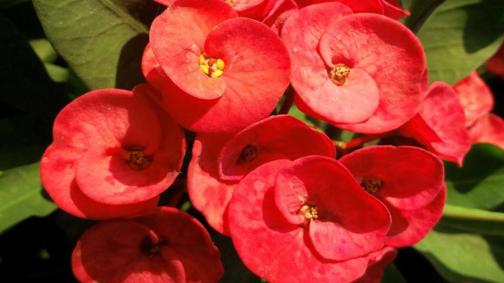 گیاه مرجان، کوچک و رنگارنگ برای آپارتمان