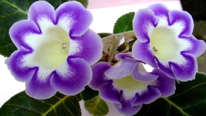 گیاه گلوکسینیا،‌گیاه برگ مخملی