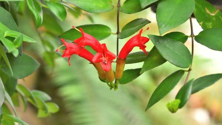 اسکینانتوس، گیاه همیشه سبز اسکینانتوس، گیاه همیشه سبز