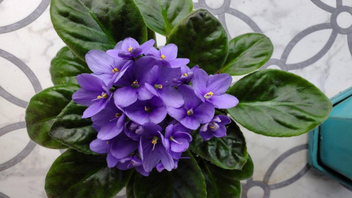 بنفشه آفریقایی، گیاه مناسب آپارتمان بنفشه آفریقایی، گیاه مناسب آپارتمان