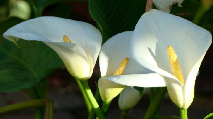 گل شیپوری مناسب برای آپارتمان گل شیپوری مناسب برای آپارتمان