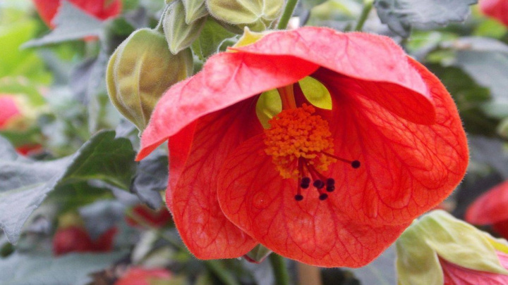 گل زنگولهای برای نگهداری در آپارتمان گل زنگولهای برای نگهداری در آپارتمان