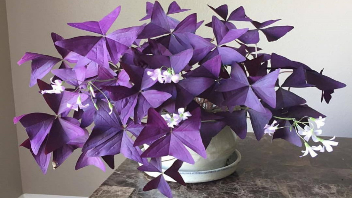 گیاه اگزالیس، زیبا و گلدار برای آپارتمان گیاه اگزالیس، زیبا و گلدار برای آپارتمان